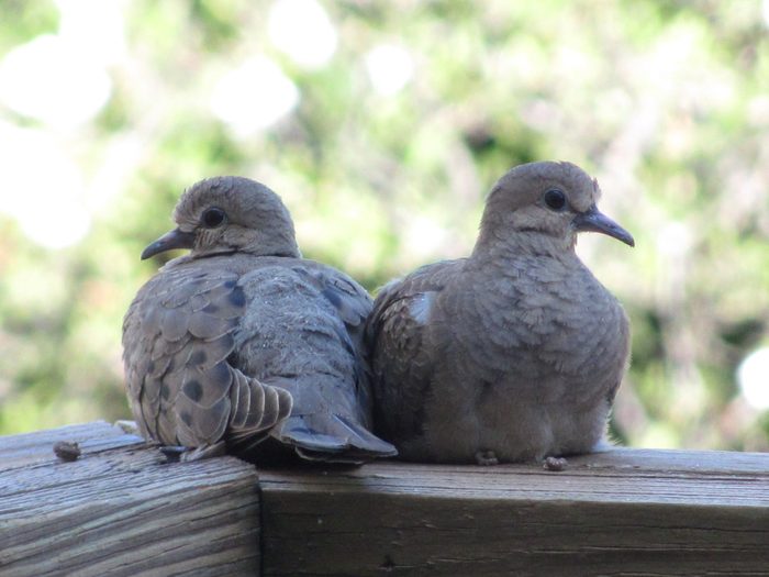 mourning doves