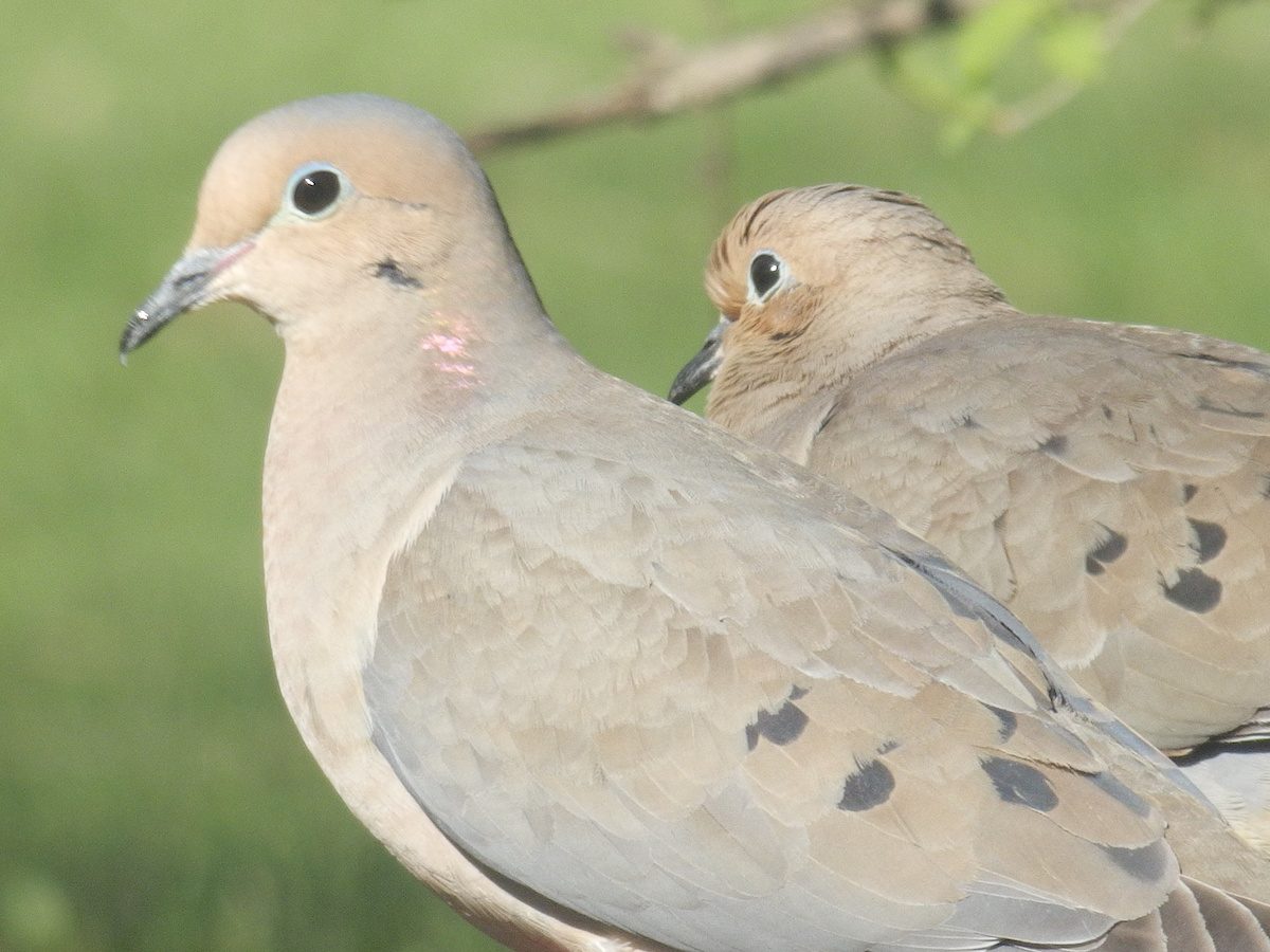 mourning dove