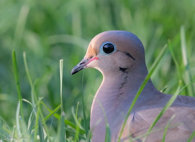 mourning dove closeup