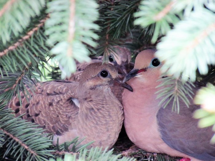 mourning doves