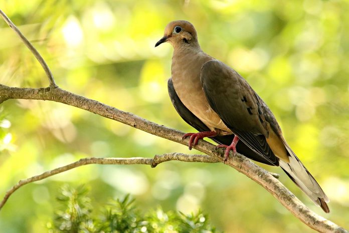 mourning dove