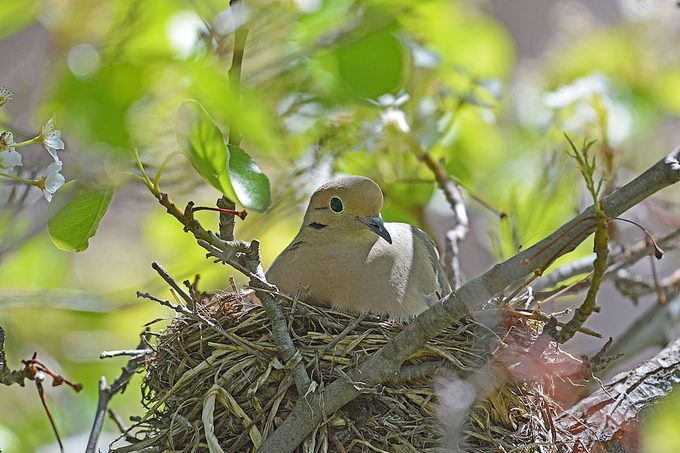 mourning dove nest