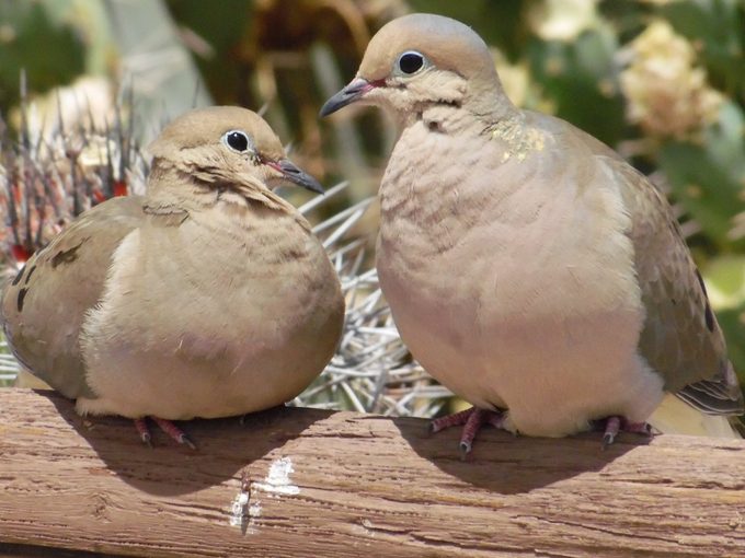 mourning doves