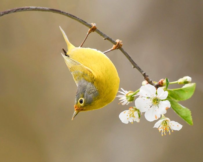nashville warbler