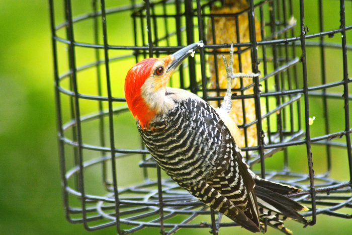 red-bellied woodpecker