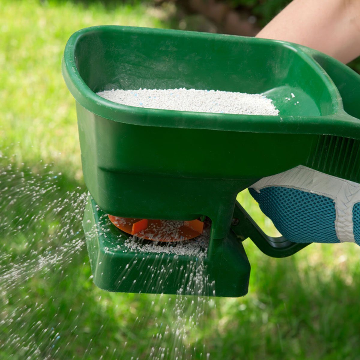 Fertilize lawn