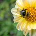 9 Fascinating Bumblebee Facts You Should Know