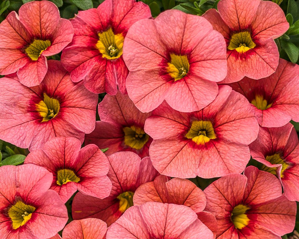 Superbells Coralina Tagimage pink and orange flowers