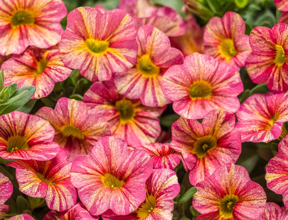 Superbells Tropical Sunrise calibrachoa
