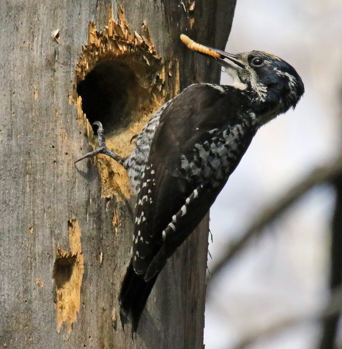 types of woodpeckers