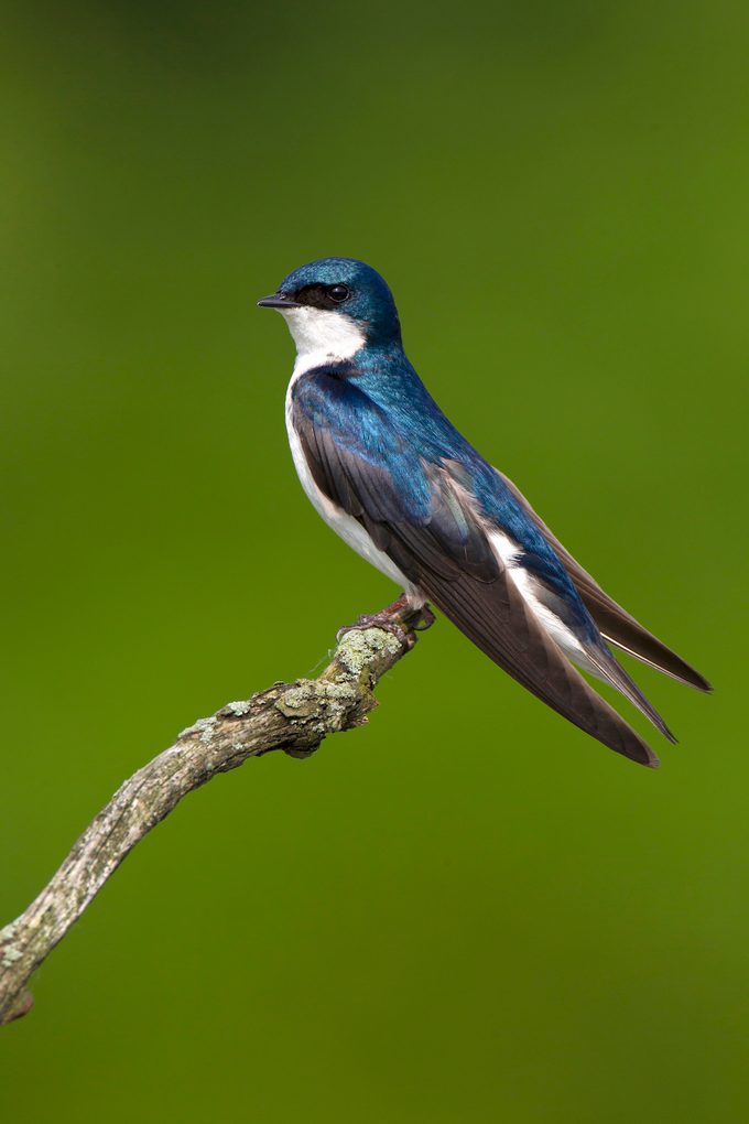 Tree swallow perched on branch.