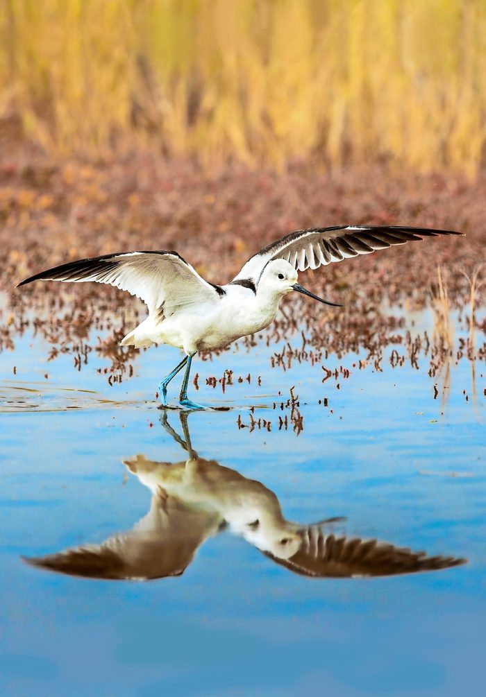 American avocet spreading its wings.