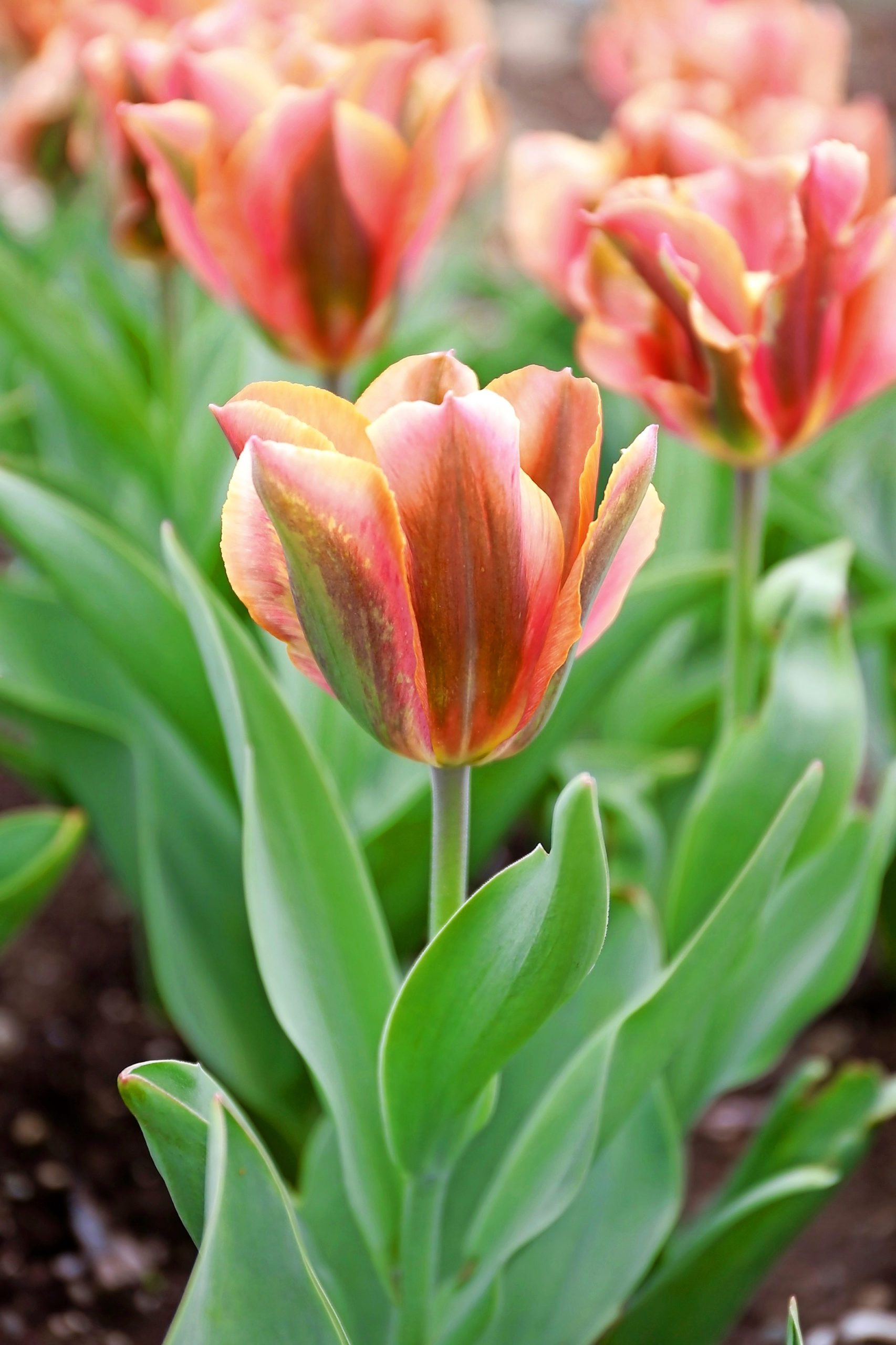 An Artist Tulip displaying several colors.