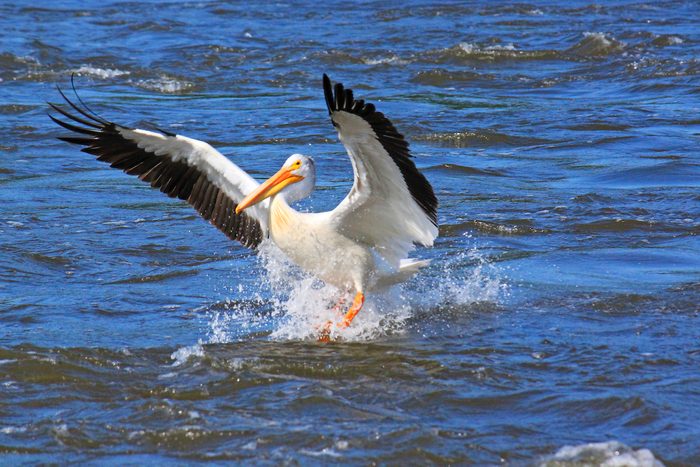 American white pelican