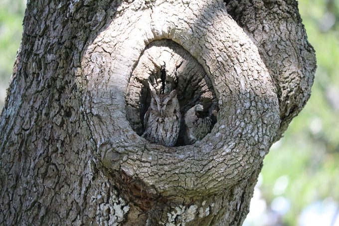 screech owl