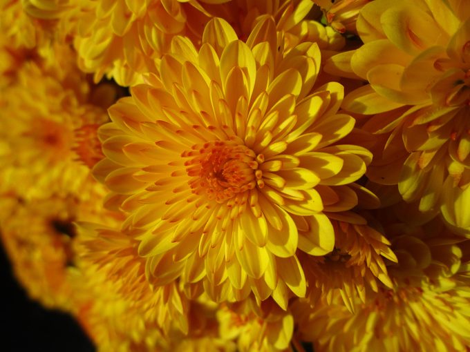 chrysanthemum flowers