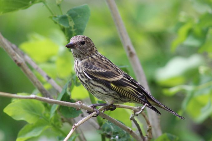 pine siskin