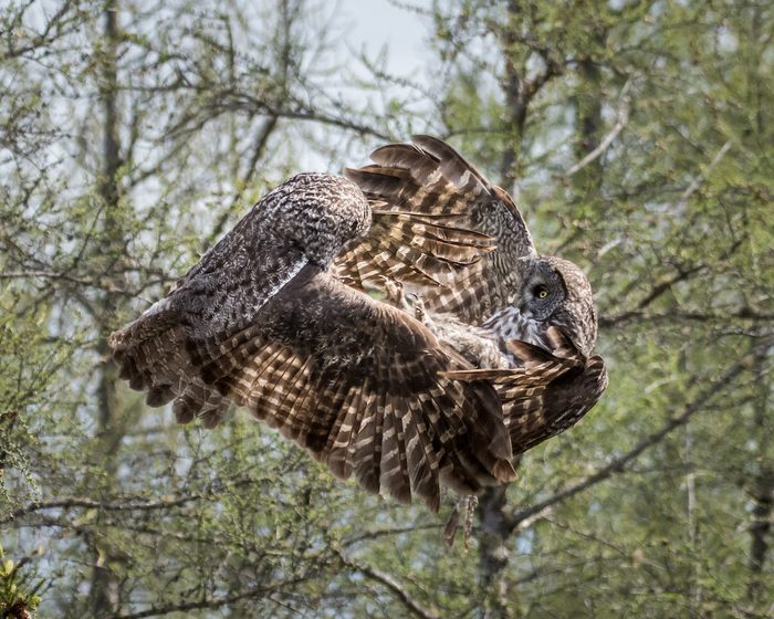 great gray owl