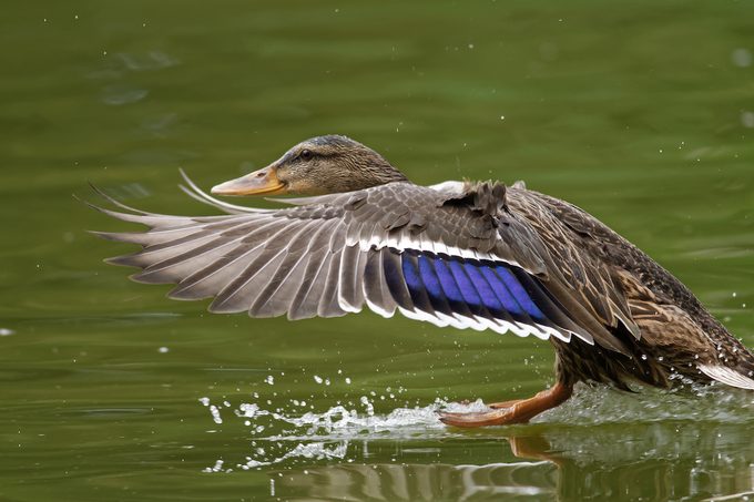 mallard duck
