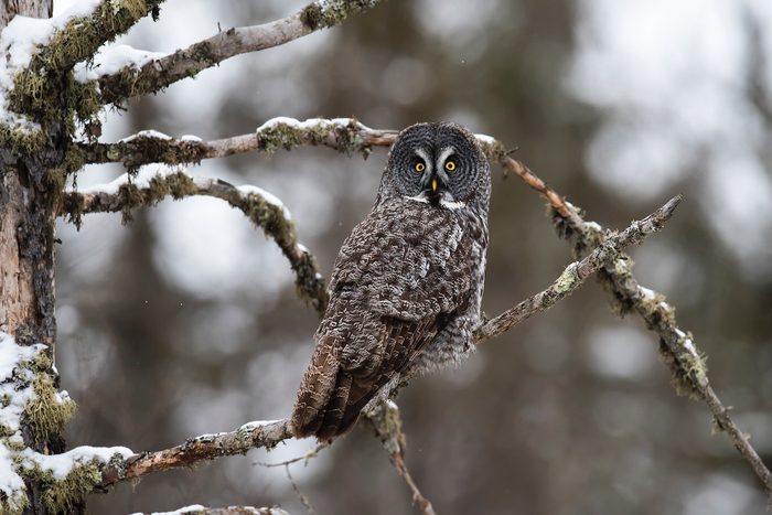 great gray owl