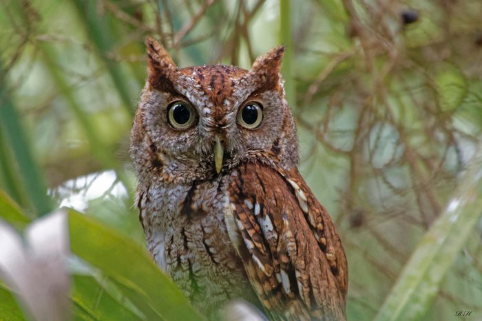 screech owl