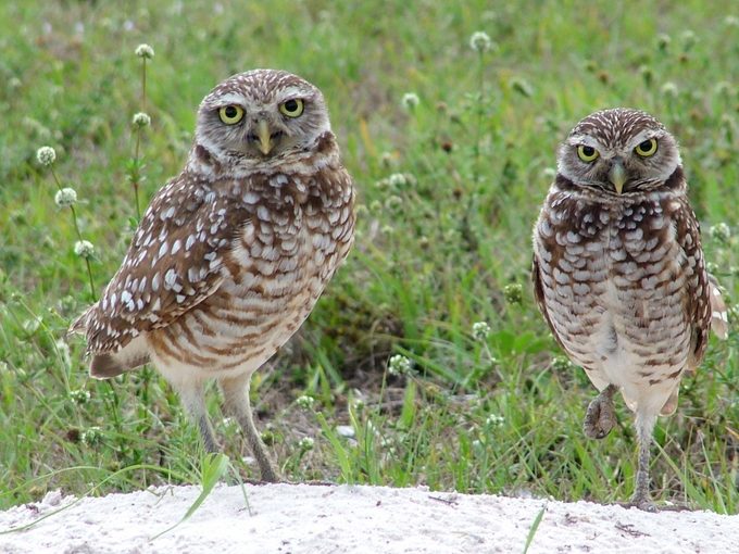 burrowing owls