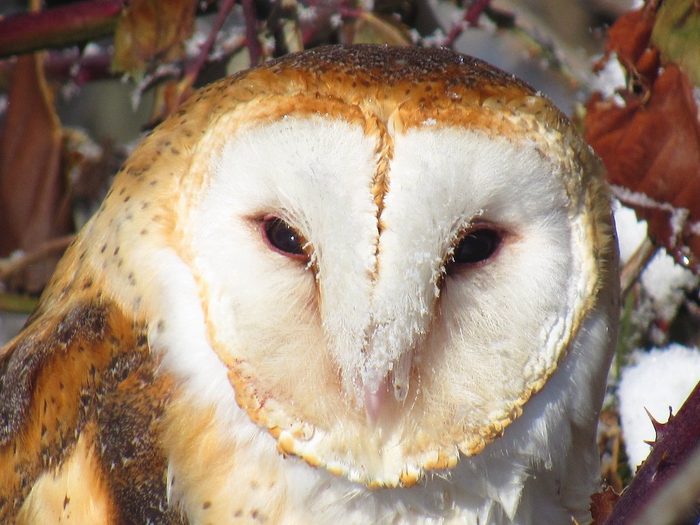 barn owl