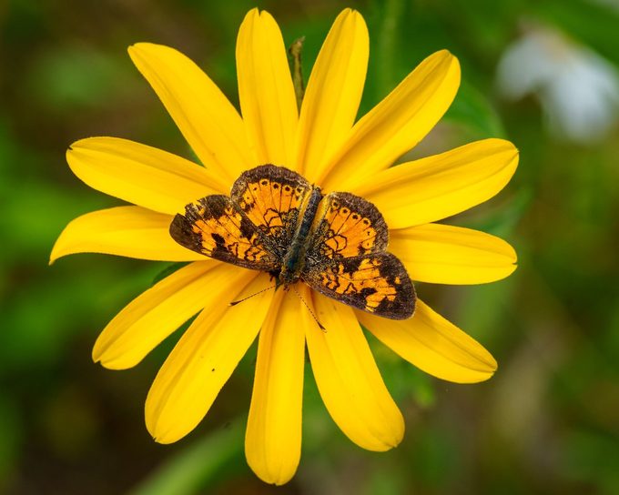 pearl crescent butterfly
