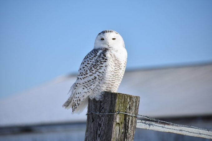 snowy owl