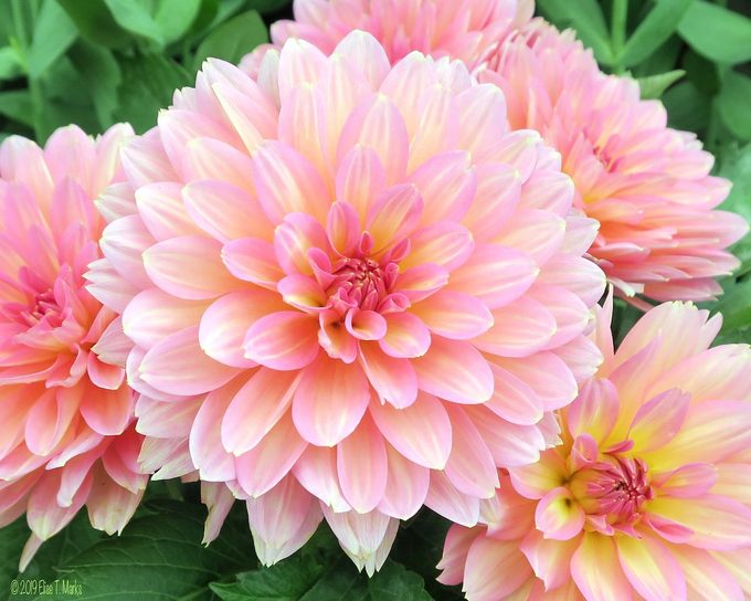 dahlia blooms