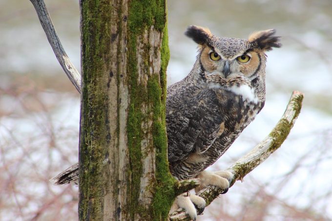 great horned owl