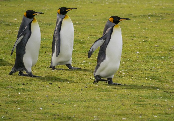 penguins