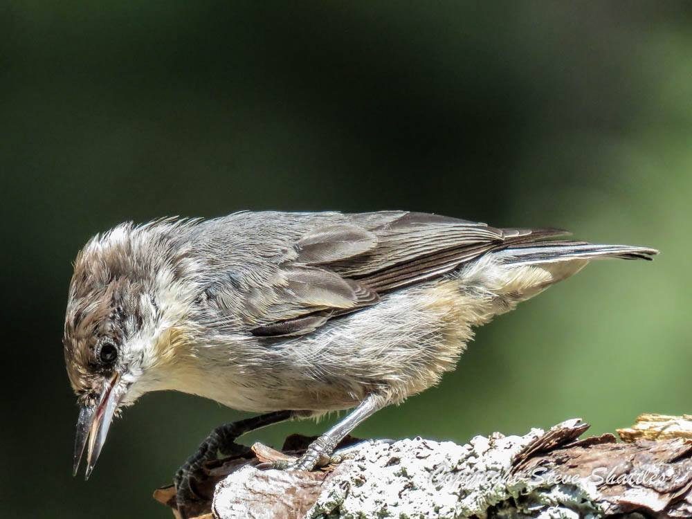 brown headed nuthatch