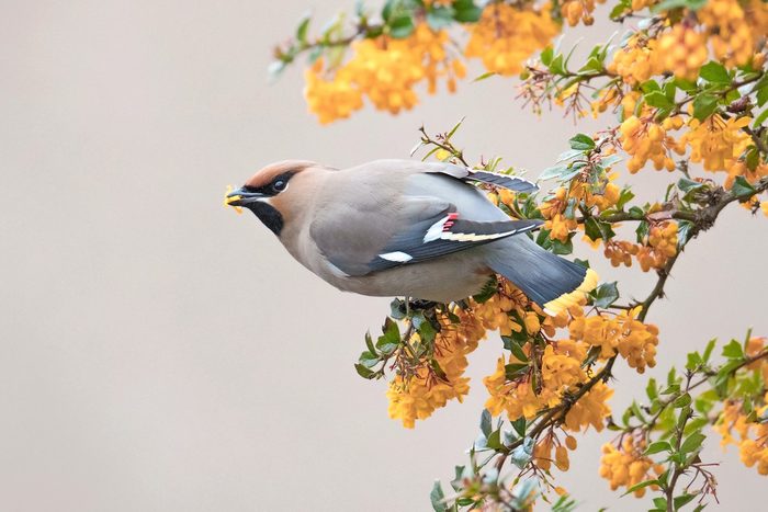 Bohemian waxwing