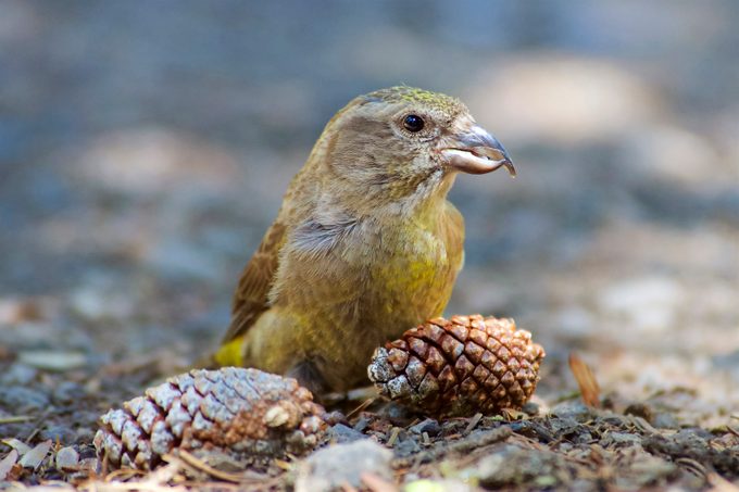 crossbill bird