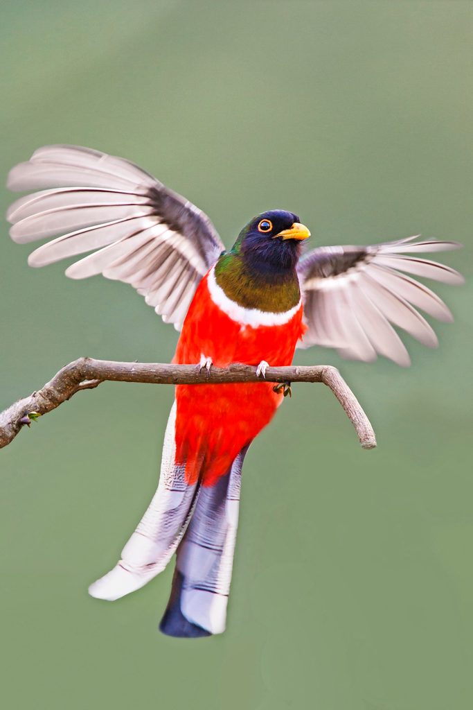 Elegant Trogon male landing