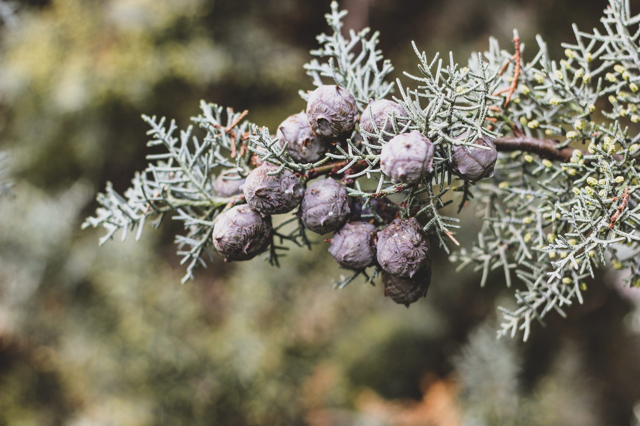 Tender Christmas background of cypress with cones, types of christmas trees