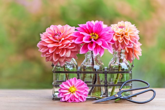 dahlias in a vase