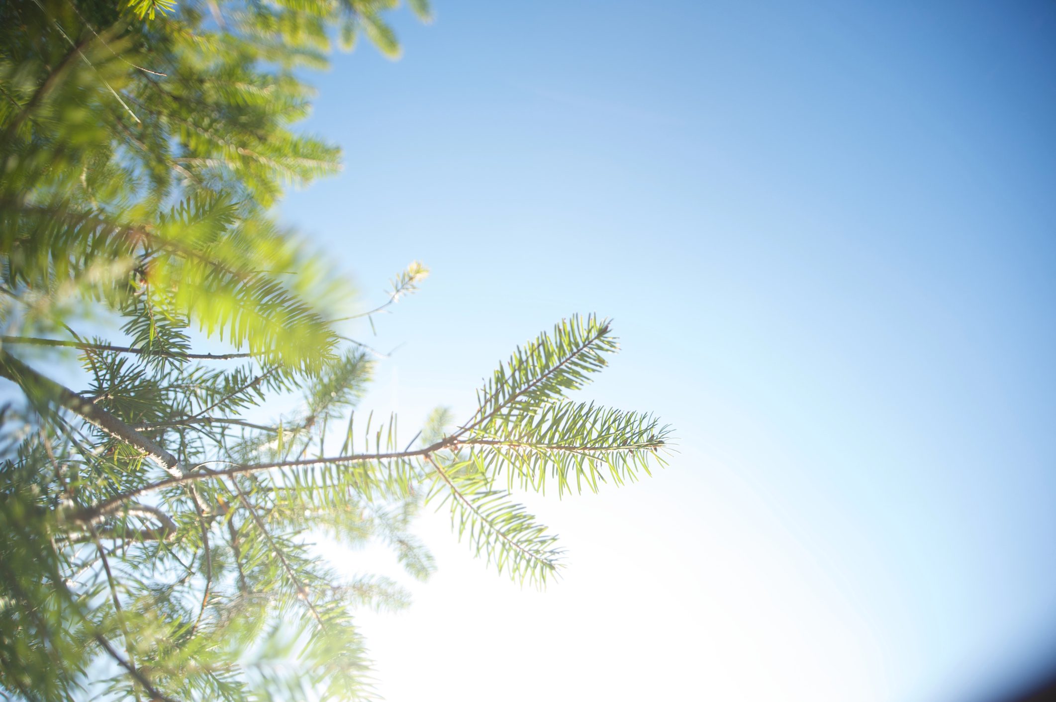 Douglas fir