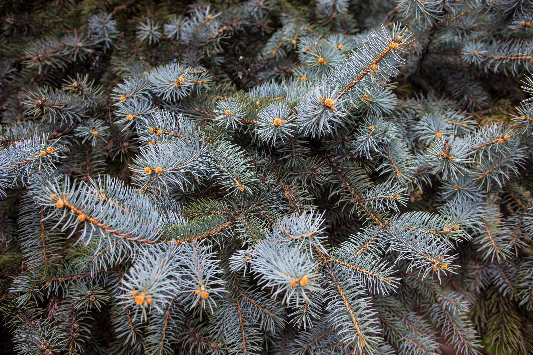Branches of the Colorado blue spruce