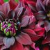 The Ultimate Guide to Growing Dahlias
