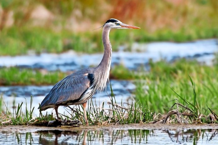 Great Blue Heron