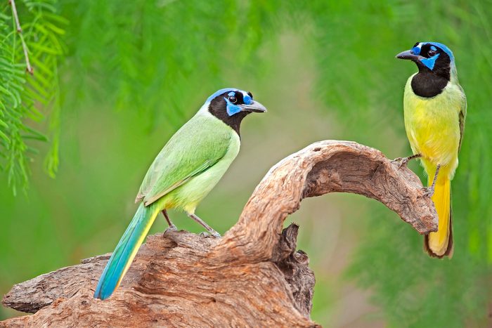 Green jay perched on snag in Rio Grande Valley, Texas.