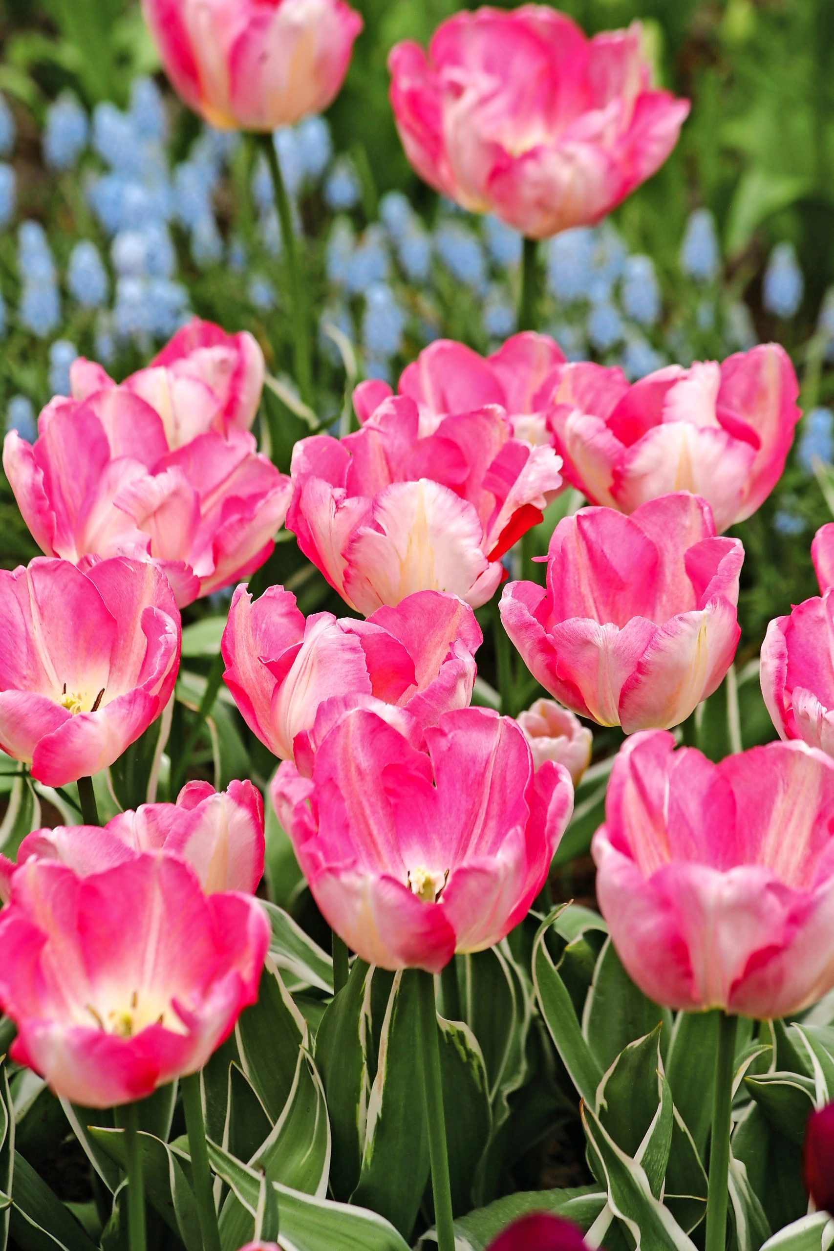 A planting of New Design tulips.