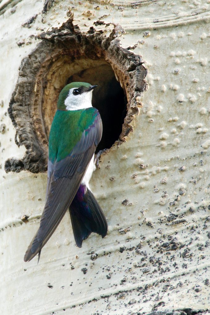 violet-green swallow