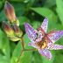 The Best Fall Flowers (That Aren’t Mums)