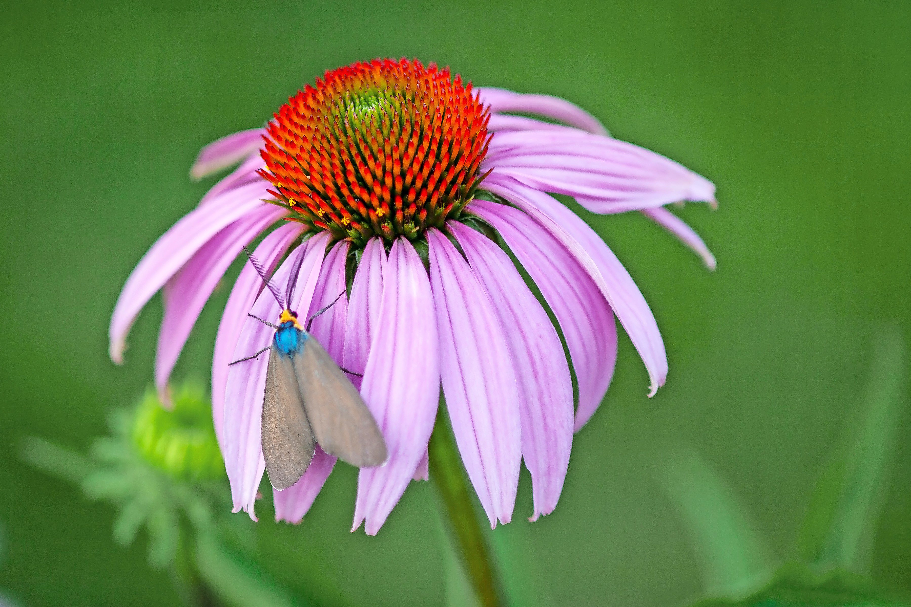A Virginia ctenucha moth on a coneflower.