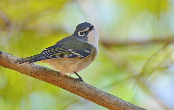 A blue-headed vireo sitting in a tree.
