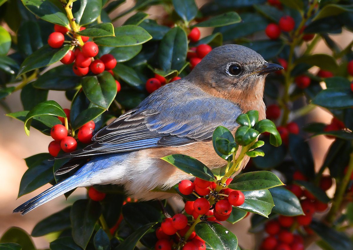 Eastern bluebird