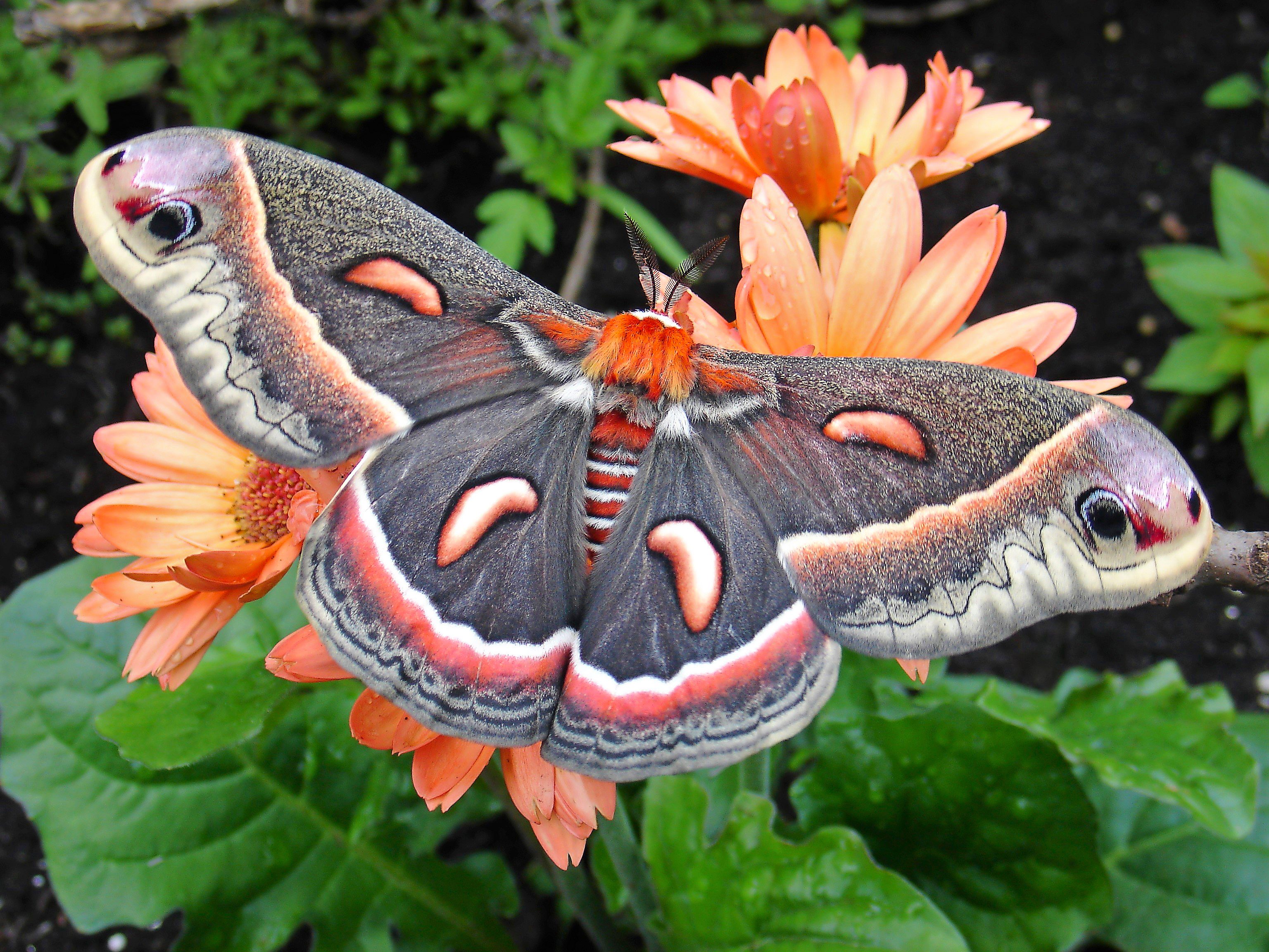 A cecropia moth perches on a gerber daisy.